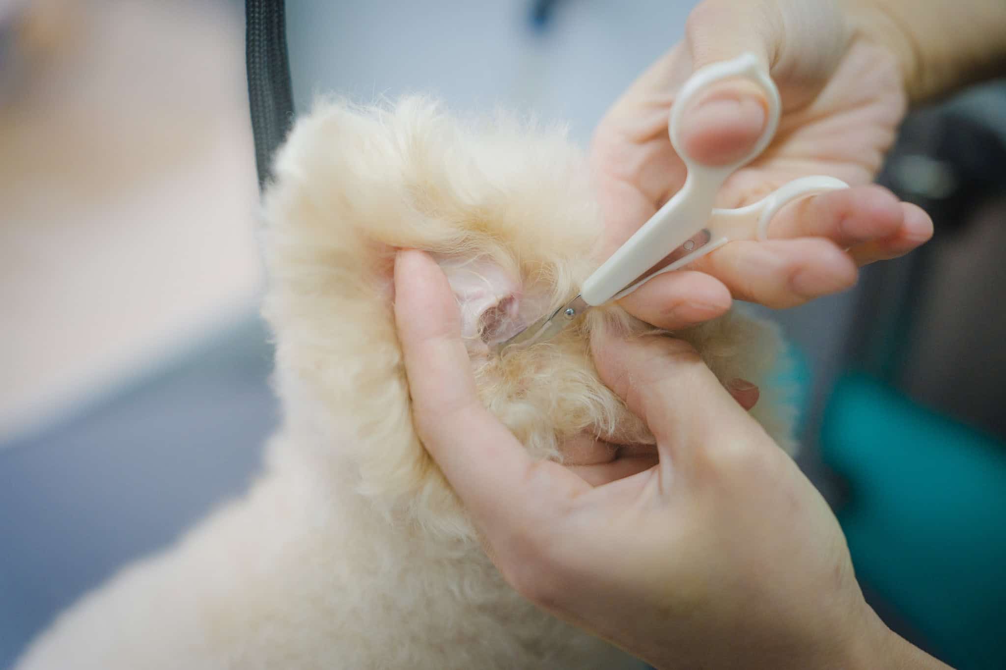 耳毛は「抜かない」やさしいケア